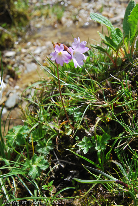 Primula munroi