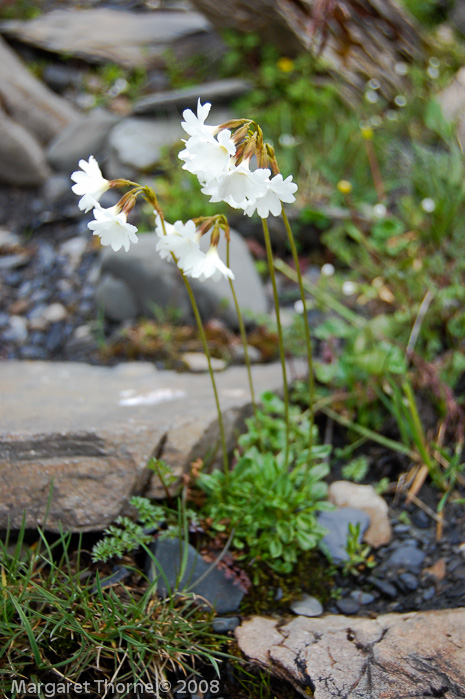 Primula munroi