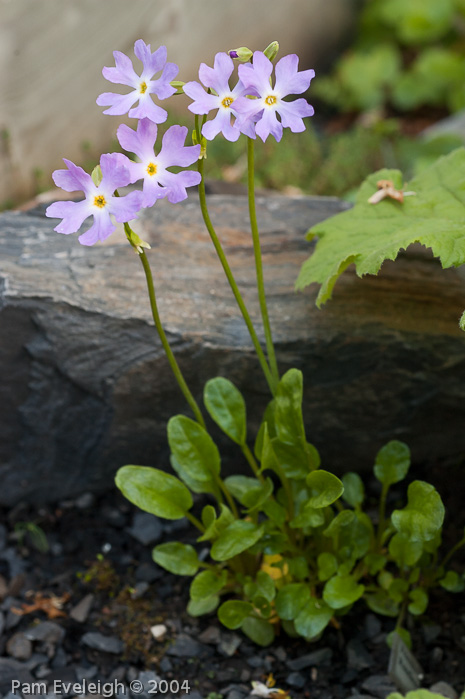 Primula munroi