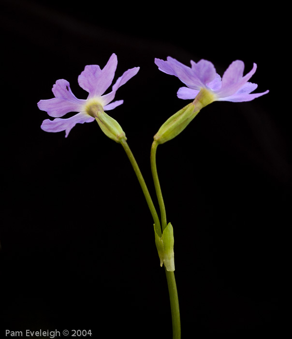 Primula munroi