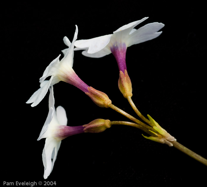 Primula munroi