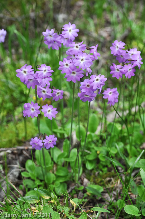 Primula munroi