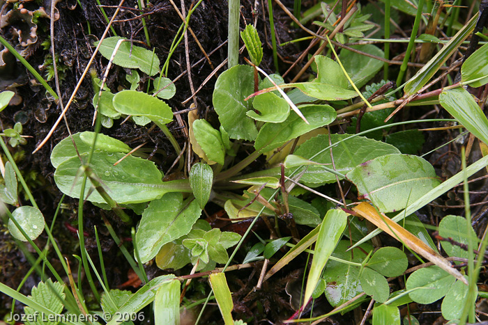 Primula munroi