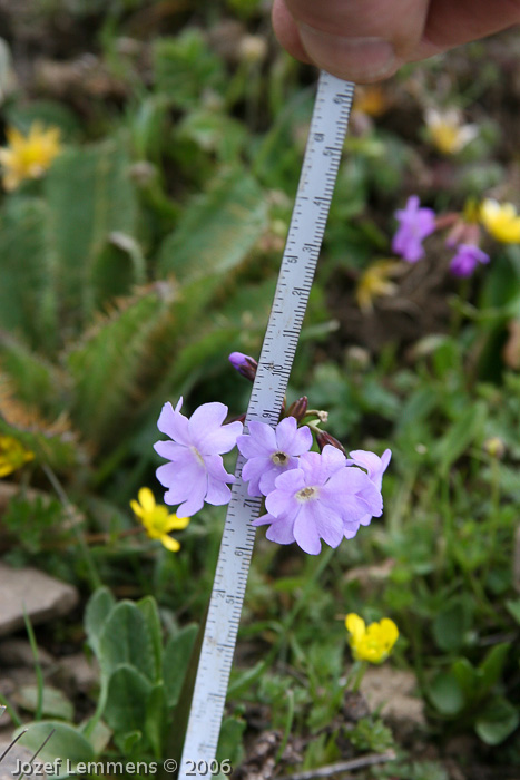 Primula munroi