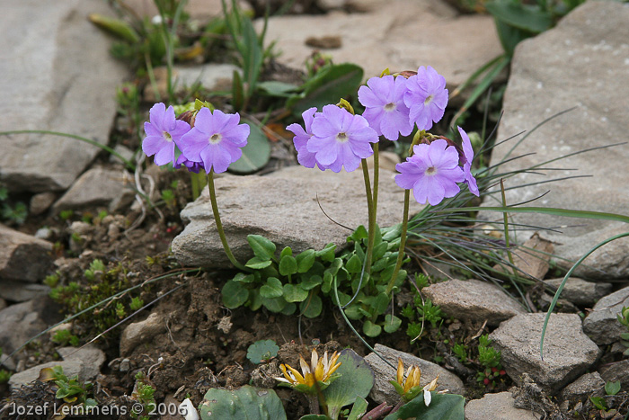 Primula munroi