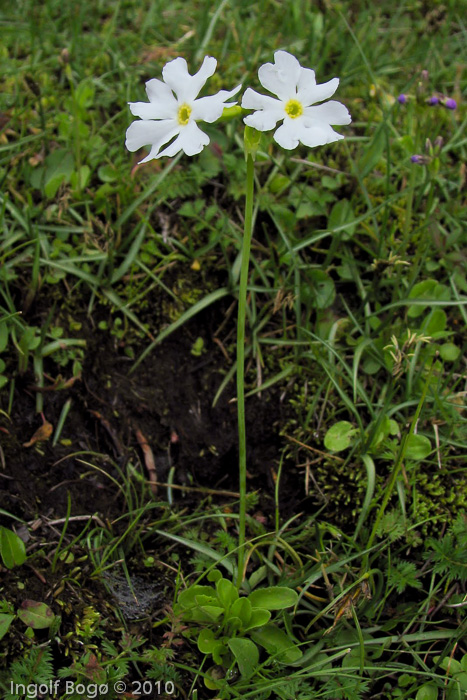 Primula munroi