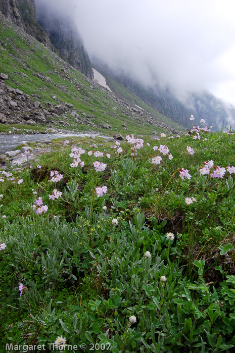 Primula munroi