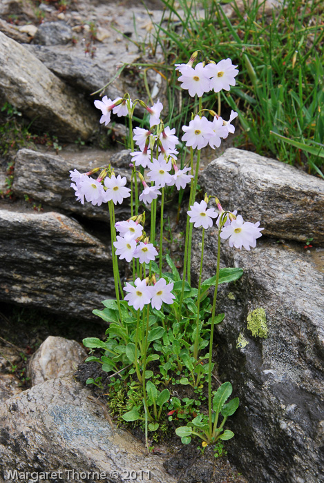 Primula munroi