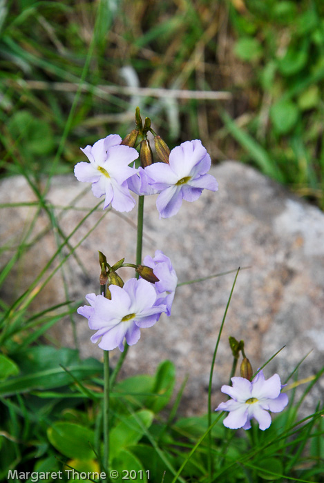 Primula munroi