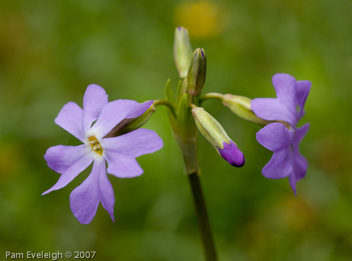 Primula munroi