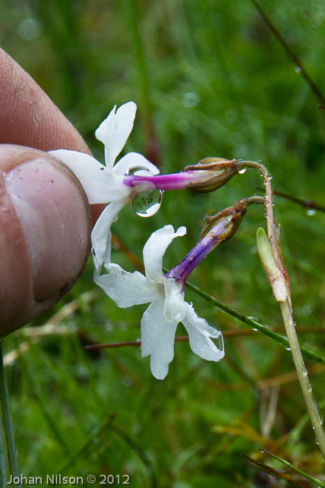 Primula munroi ssp schizocalyx