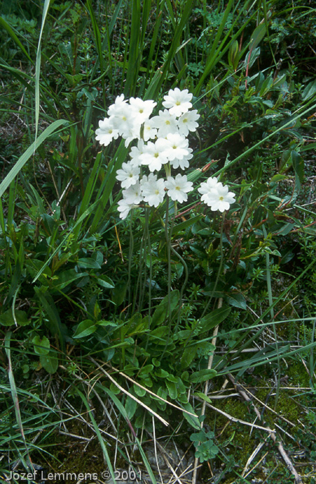 Primula munroi