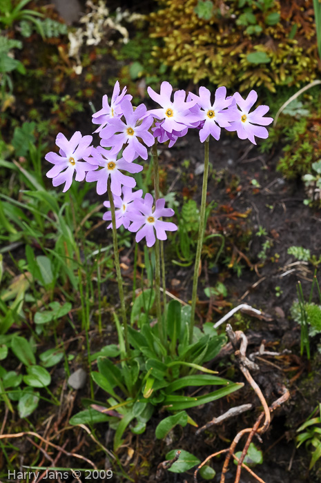 Primula munroi