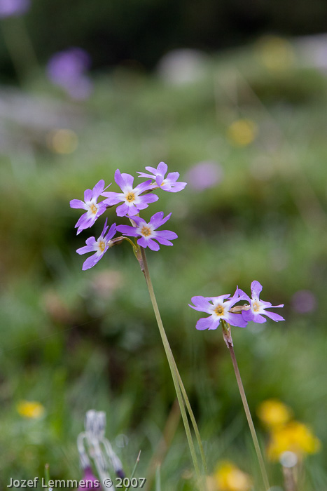 Primula munroi