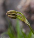 Primula munroi