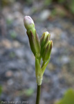 Primula munroi