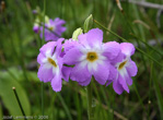 Primula munroi