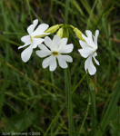 Primula munroi