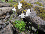 Primula munroi