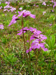 Primula munroi