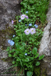 Primula munroi