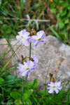 Primula munroi