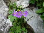 Primula munroi