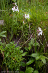 Primula munroi ssp schizocalyx