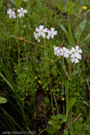 Primula munroi ssp schizocalyx