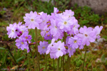 Primula munroi