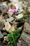 Primula munroi