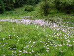 Primula munroi