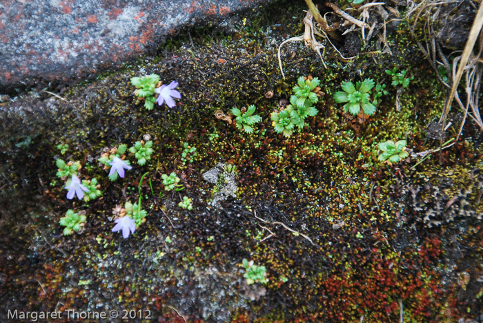 <i>Primula muscoides </i>