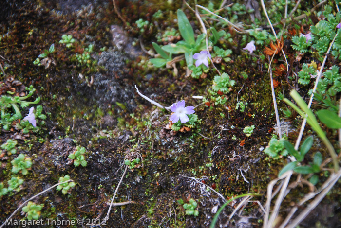 <i>Primula muscoides </i>