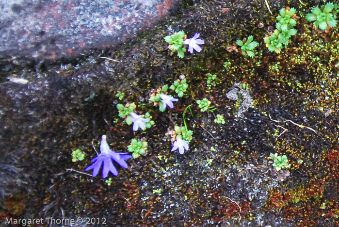 P. tenuiloba flower (left), P. muscoides plants in flower (right)