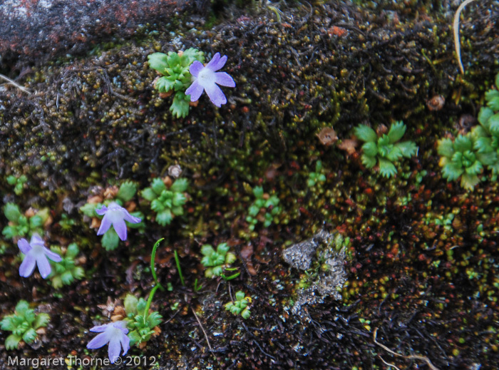 <i>Primula muscoides </i>