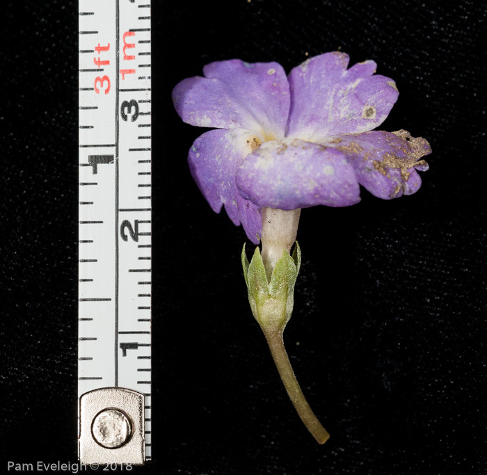 <i>Primula nana </i>