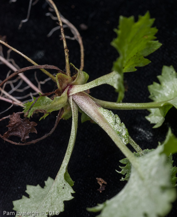 <i>Primula nana </i>