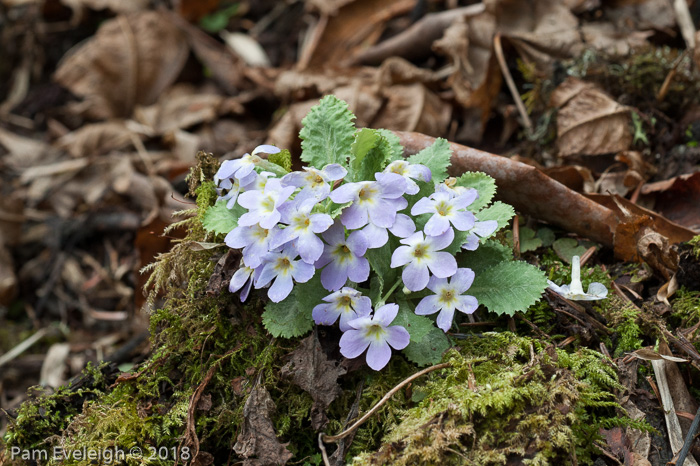 <i>Primula nana </i>