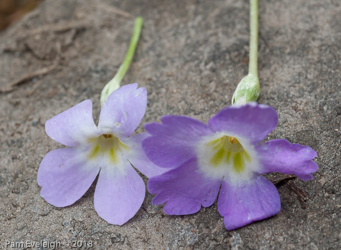 <i>Primula nana </i>