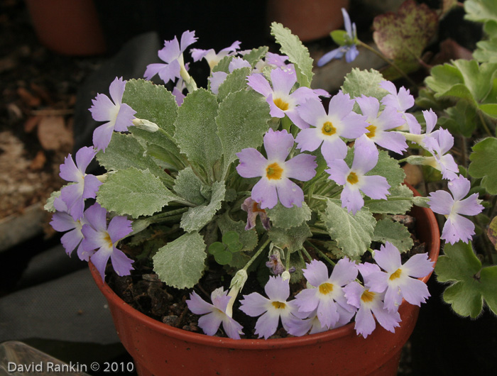 <i>Primula nana </i>