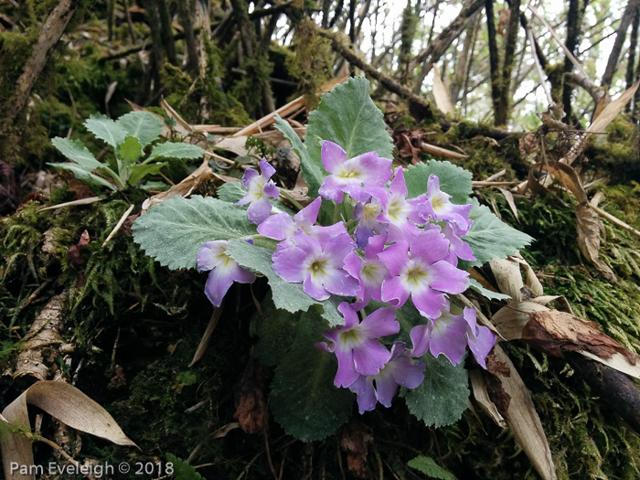 <i>Primula nana </i>