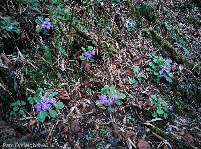 <i>Primula nana </i>