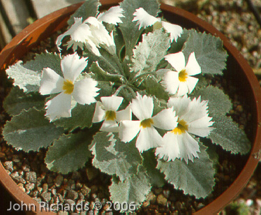 <i>Primula nana </i>