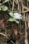 <i>Primula nana </i>