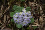 <i>Primula nana </i>