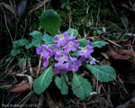 <i>Primula nana </i>