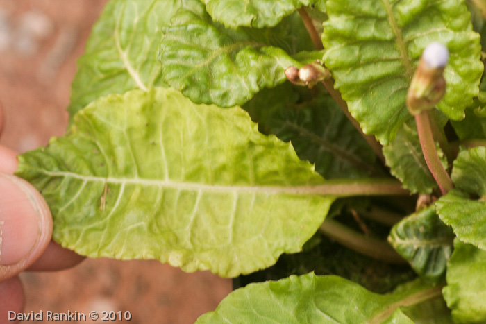 <i>Primula nghialoensis</i>