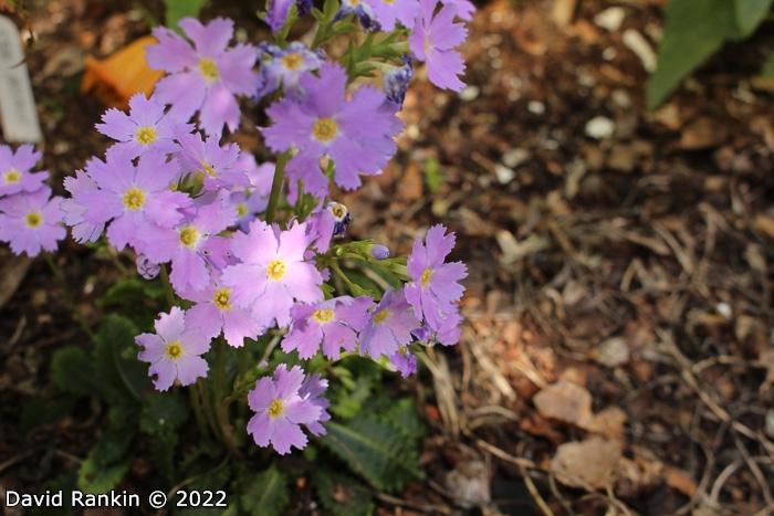 <i>Primula nghialoensis </i>