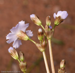 <i>Primula nghialoensis</i>